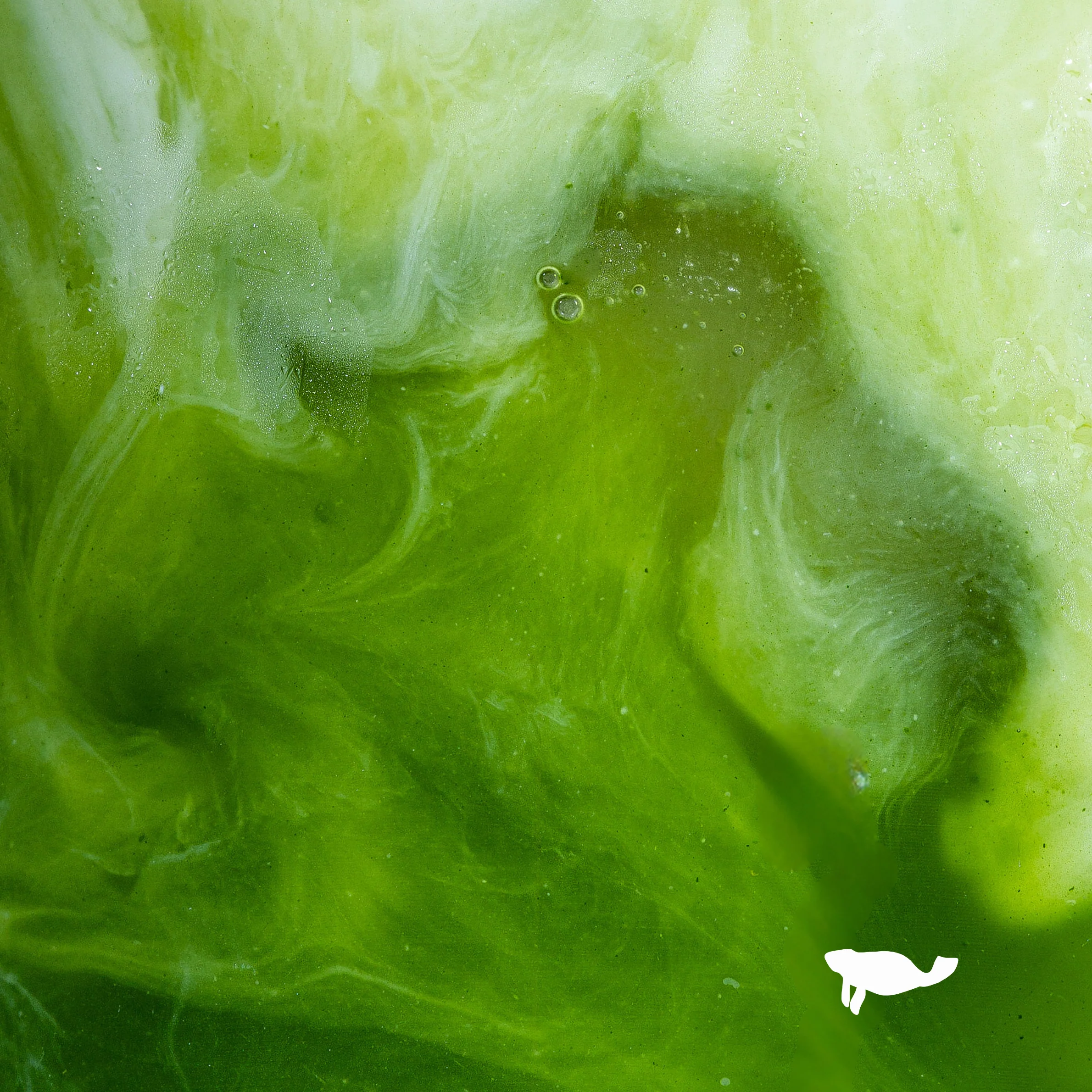 Signature Ceremonial Grade Matcha (250g) - Image 4