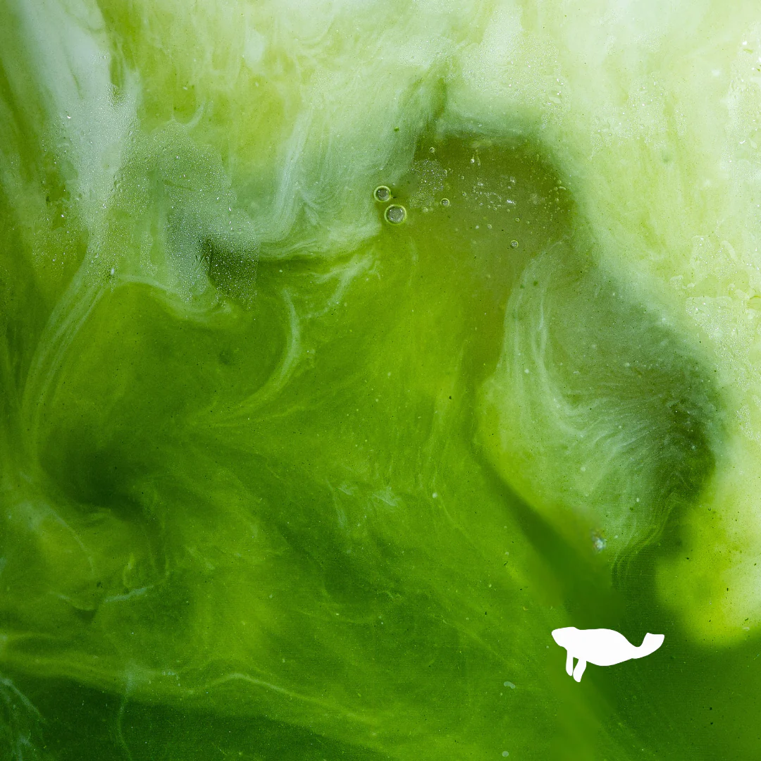 Signature Ceremonial Grade Matcha - Image 4